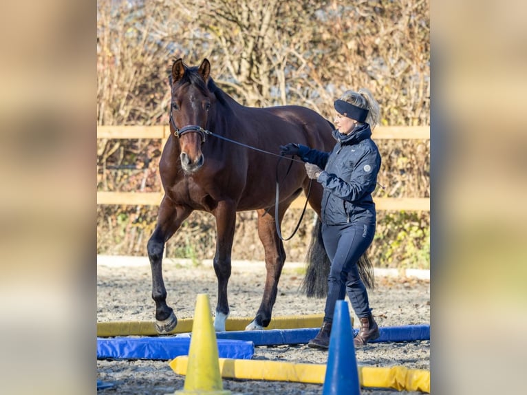 Niemiecki koń sportowy Wałach 10 lat 163 cm Gniada in Offingen