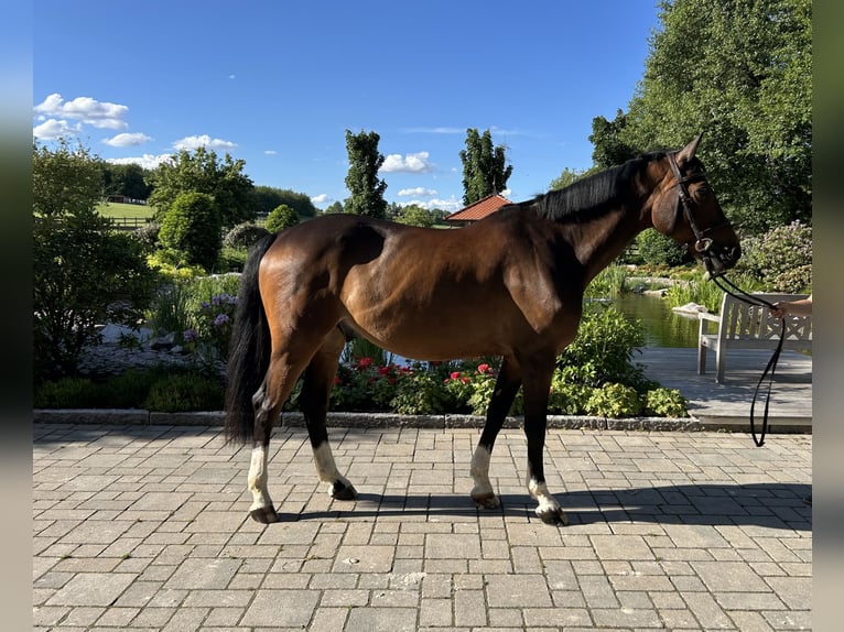 Niemiecki koń sportowy Wałach 10 lat 164 cm Gniada in Kandern