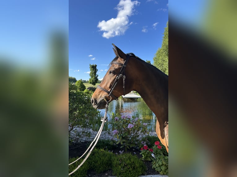 Niemiecki koń sportowy Wałach 10 lat 164 cm Gniada in Kandern