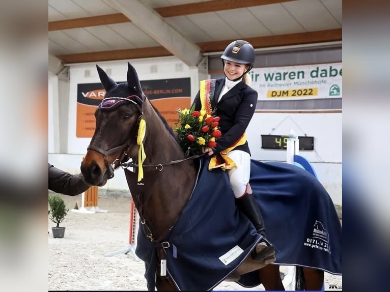 Niemiecki koń sportowy Wałach 10 lat 164 cm Gniada in Berlin