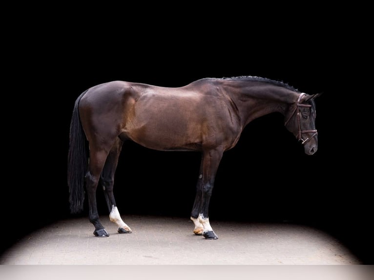 Niemiecki koń sportowy Wałach 10 lat 167 cm Gniada in Zülpich