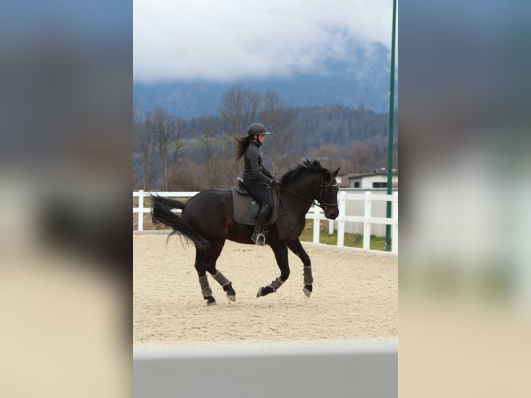 Niemiecki koń sportowy Wałach 10 lat 167 cm Skarogniada in Kiefersfelden