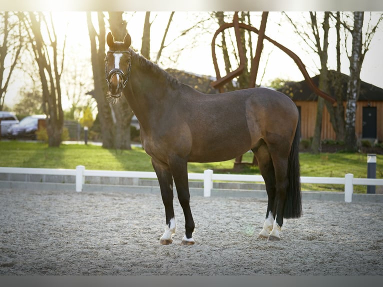 Niemiecki koń sportowy Wałach 10 lat 168 cm Ciemnogniada in Weiterstadt