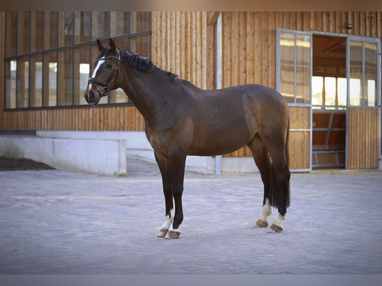 Niemiecki koń sportowy Wałach 10 lat 168 cm Ciemnogniada in Weiterstadt