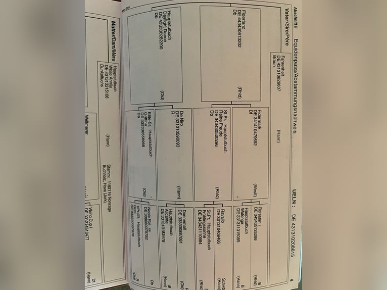 Niemiecki koń sportowy Wałach 10 lat 168 cm Jasnogniada in Wittmund