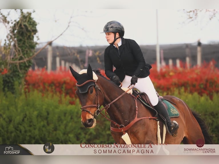 Niemiecki koń sportowy Wałach 10 lat 170 cm Ciemnogniada in Klagenfurt