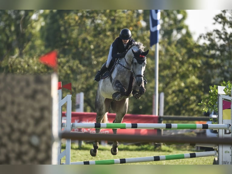 Niemiecki koń sportowy Wałach 10 lat 170 cm Siwa jabłkowita in Viernheim