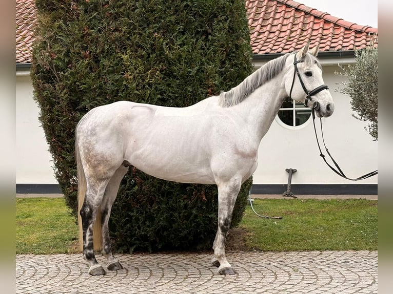 Niemiecki koń sportowy Wałach 10 lat 170 cm Siwa jabłkowita in Viernheim