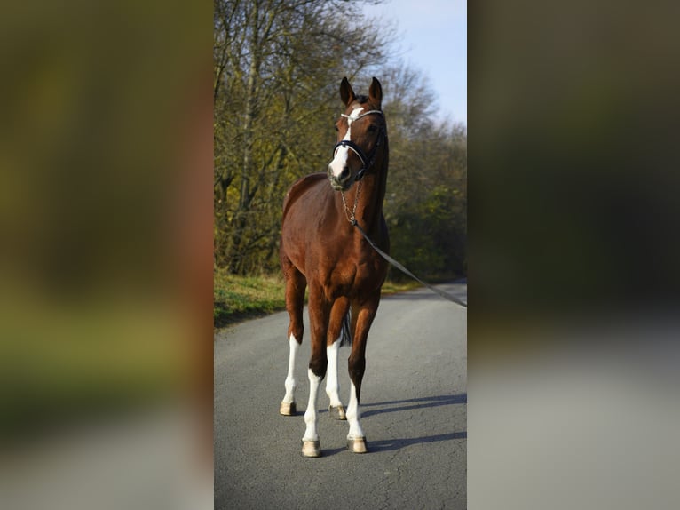 Niemiecki koń sportowy Wałach 10 lat 172 cm Gniada in Gyula