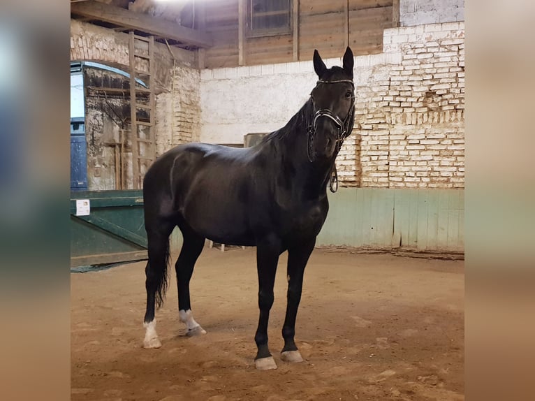 Niemiecki koń sportowy Wałach 10 lat 172 cm Kara in Schwabhausen