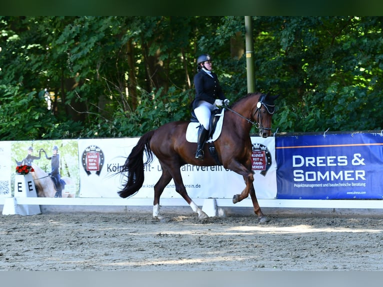 Niemiecki koń sportowy Wałach 10 lat 172 cm Kasztanowata in Aschersleben Klein Schierstedt