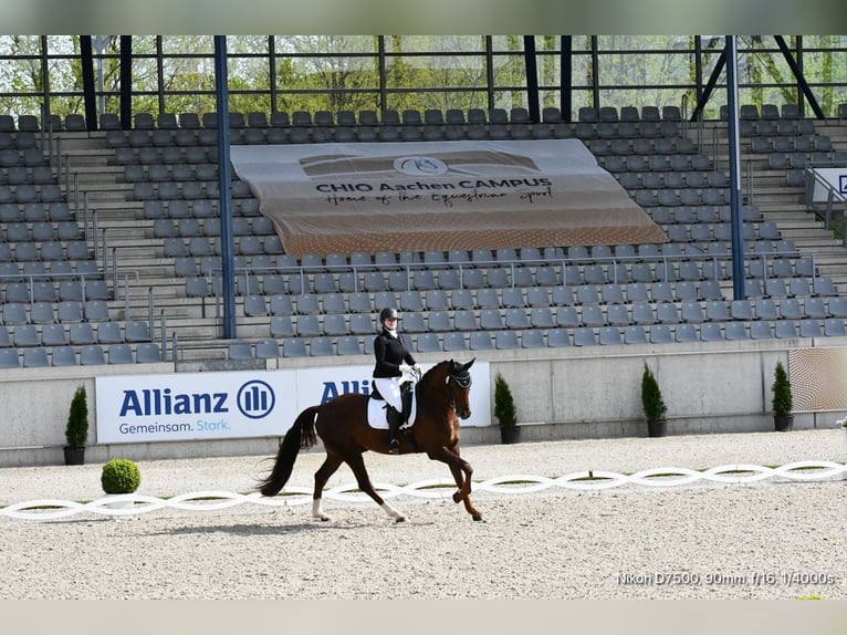 Niemiecki koń sportowy Wałach 10 lat 172 cm Kasztanowata in Aschersleben Klein Schierstedt