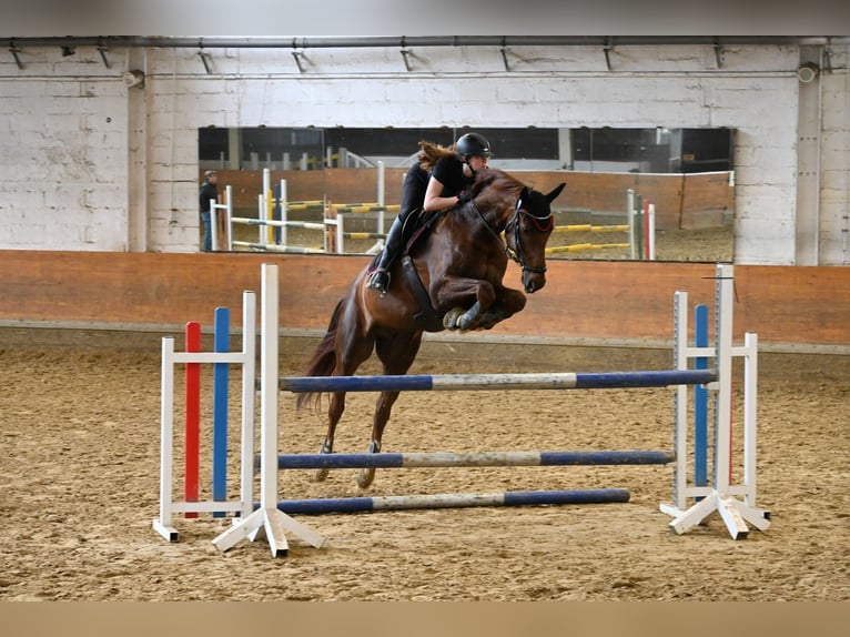 Niemiecki koń sportowy Wałach 10 lat 172 cm Kasztanowata in Aschersleben Klein Schierstedt