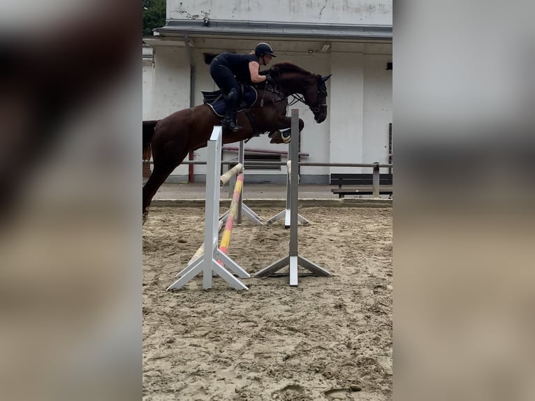 Niemiecki koń sportowy Wałach 10 lat 172 cm Kasztanowata in Aschersleben Klein Schierstedt