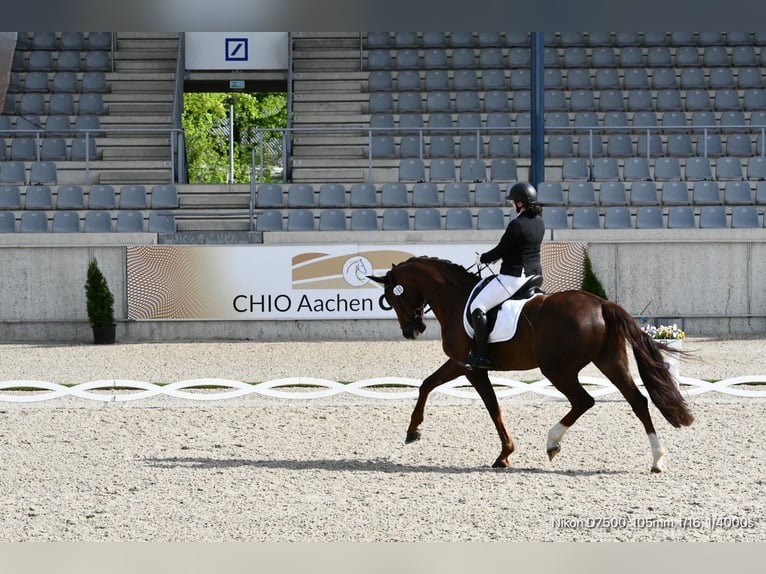 Niemiecki koń sportowy Wałach 10 lat 172 cm Kasztanowata in Aschersleben Klein Schierstedt