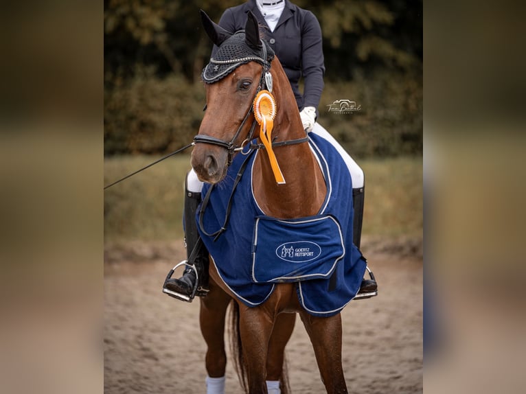 Niemiecki koń sportowy Wałach 10 lat 172 cm Kasztanowata in Aschersleben Klein Schierstedt