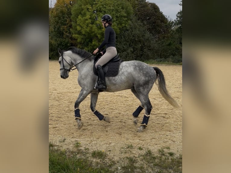 Niemiecki koń sportowy Wałach 10 lat 172 cm Siwa jabłkowita in Sch&#xF6;nthal
