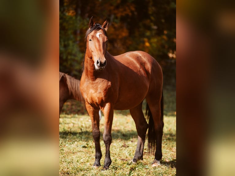 Niemiecki koń sportowy Wałach 10 lat 175 cm Gniada in SteigSchattwald