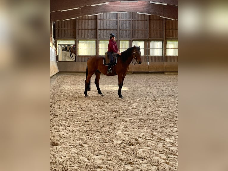 Niemiecki koń sportowy Wałach 10 lat 175 cm Gniada in SteigSchattwald