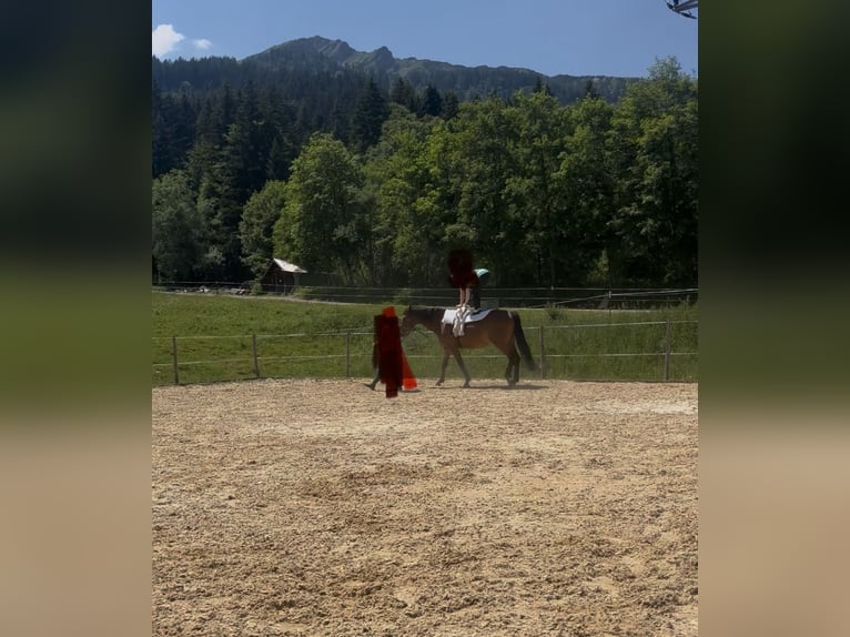 Niemiecki koń sportowy Wałach 10 lat 175 cm Gniada in SteigSchattwald