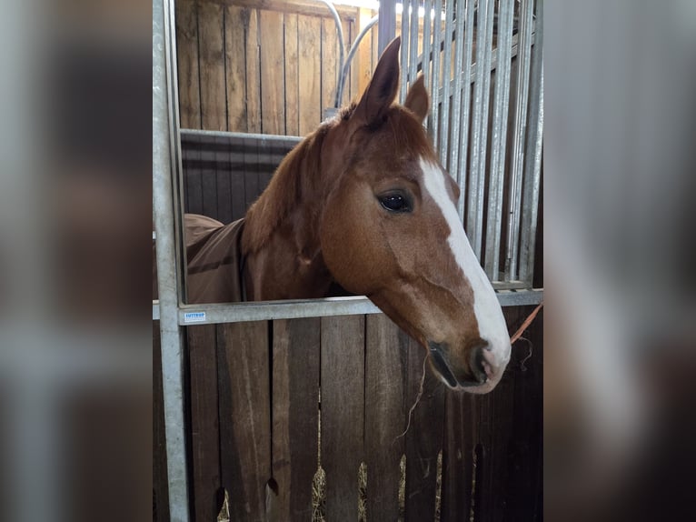 Niemiecki koń sportowy Wałach 11 lat 161 cm Kasztanowata in Rheine