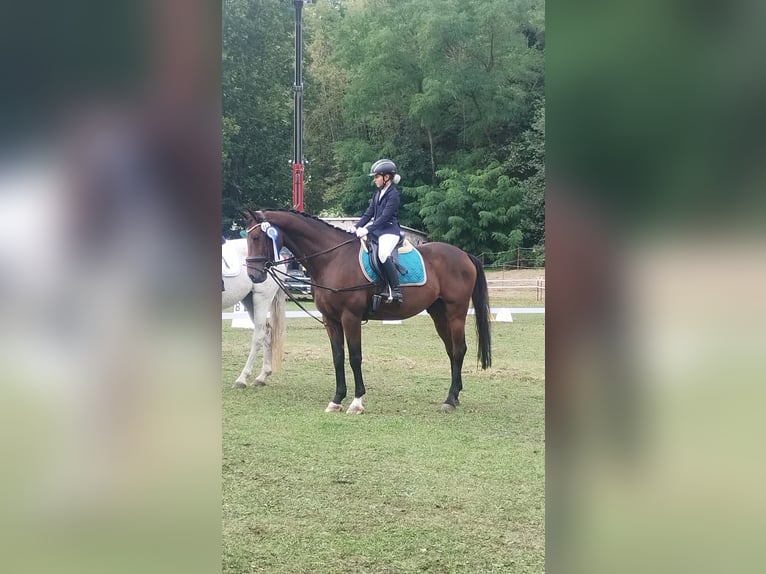 Niemiecki koń sportowy Wałach 11 lat 165 cm Ciemnogniada in Buttstädt