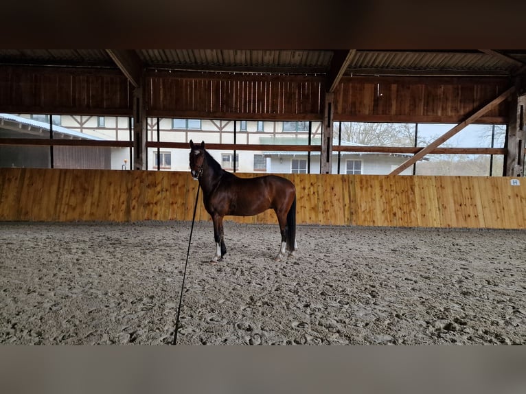 Niemiecki koń sportowy Wałach 11 lat 165 cm Gniada in Nennhausen