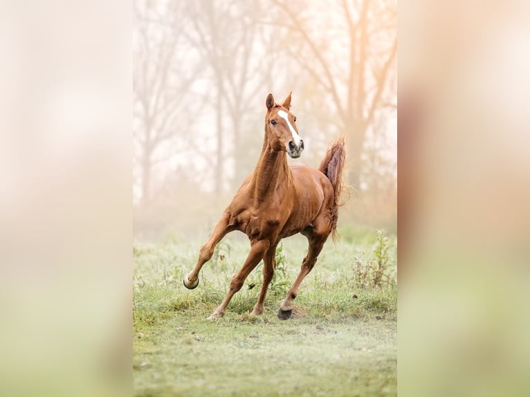 Niemiecki koń sportowy Wałach 11 lat 165 cm Kasztanowata in Willanzheim