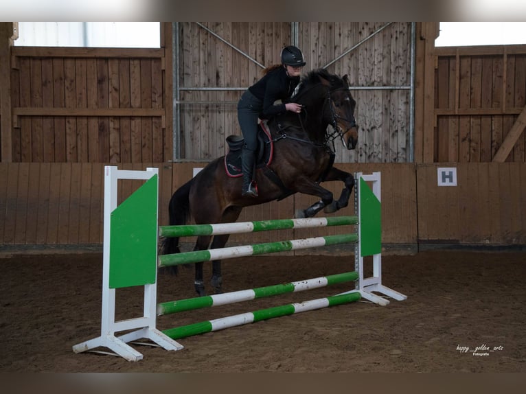 Niemiecki koń sportowy Wałach 11 lat 168 cm Ciemnogniada in Jößnitz