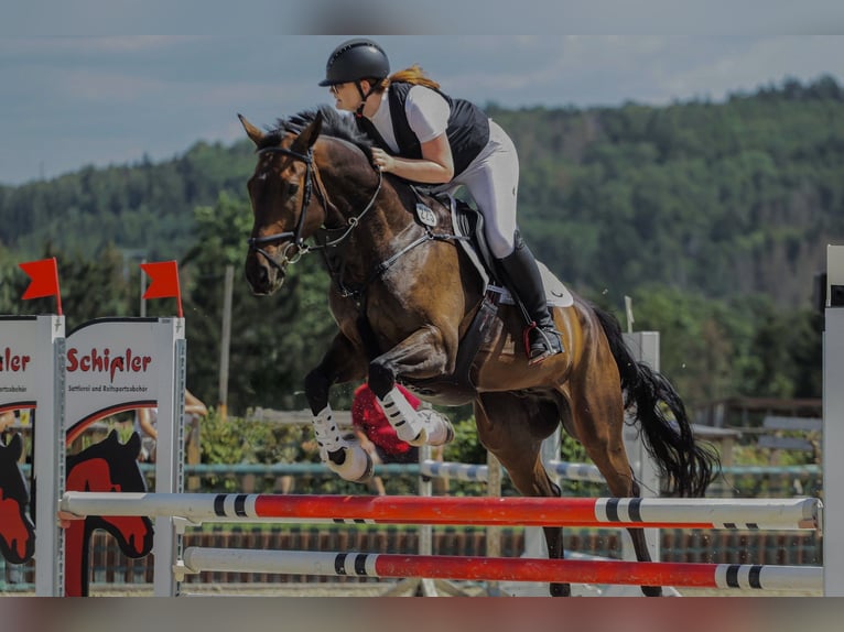 Niemiecki koń sportowy Wałach 11 lat 168 cm Ciemnogniada in Jößnitz