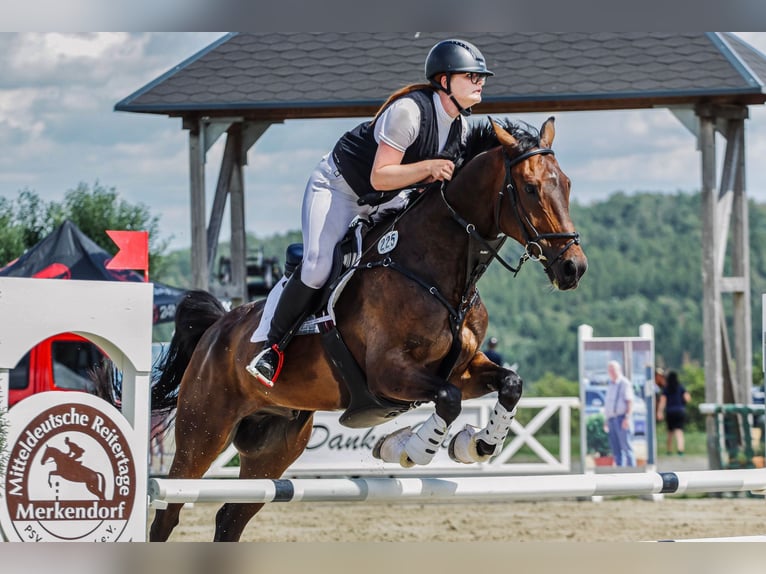 Niemiecki koń sportowy Wałach 11 lat 168 cm Ciemnogniada in Jößnitz