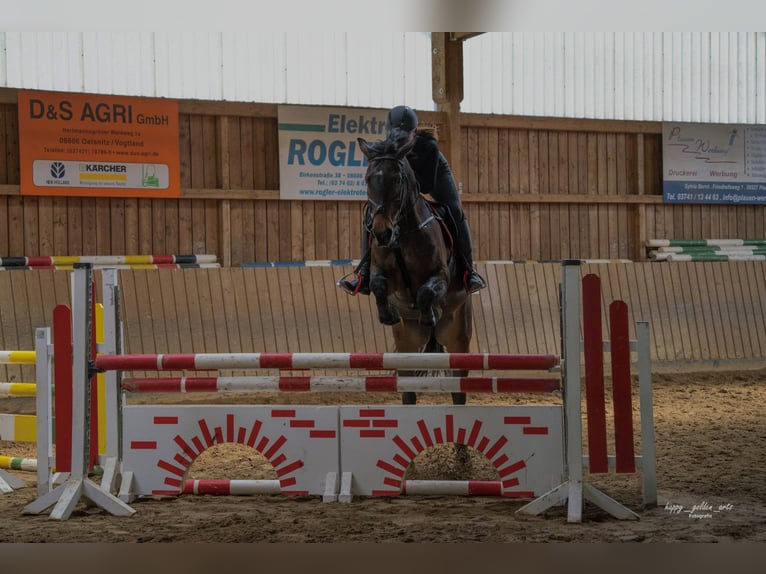 Niemiecki koń sportowy Wałach 11 lat 168 cm Ciemnogniada in Jößnitz