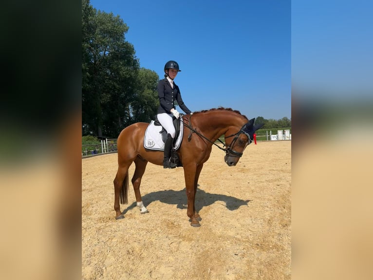 Niemiecki koń sportowy Wałach 11 lat 168 cm Kasztanowata in Karlsfeld
