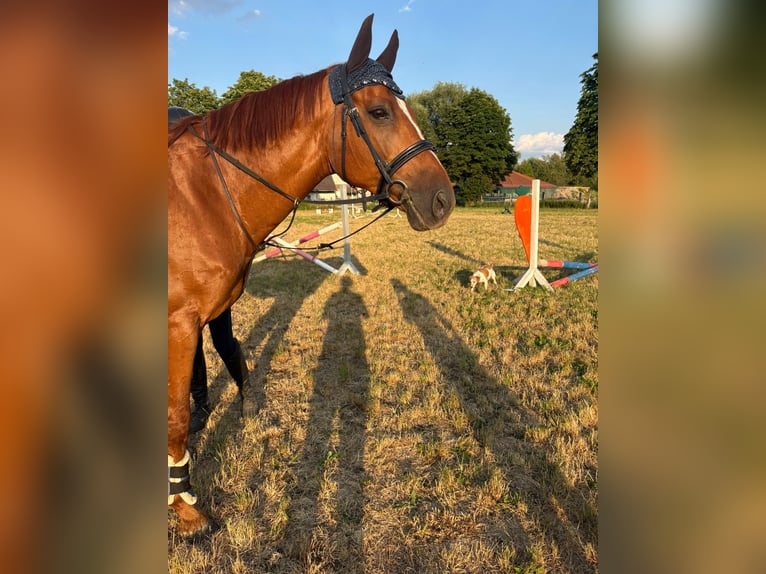 Niemiecki koń sportowy Wałach 11 lat 168 cm Kasztanowata in Karlsfeld