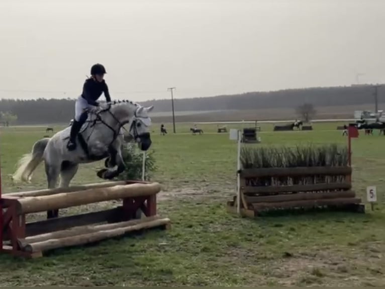 Niemiecki koń sportowy Wałach 11 lat 169 cm in HönowNeuenhagen