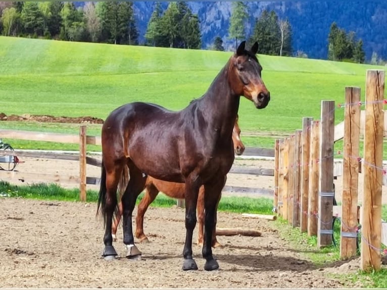 Niemiecki koń sportowy Wałach 11 lat 170 cm Ciemnogniada in Innsbruck