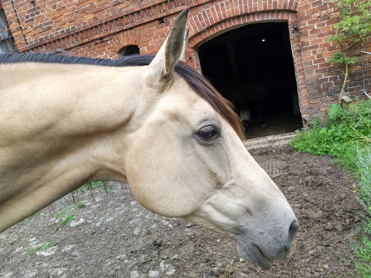Niemiecki koń sportowy Wałach 11 lat 170 cm Jelenia in Pritzwalk