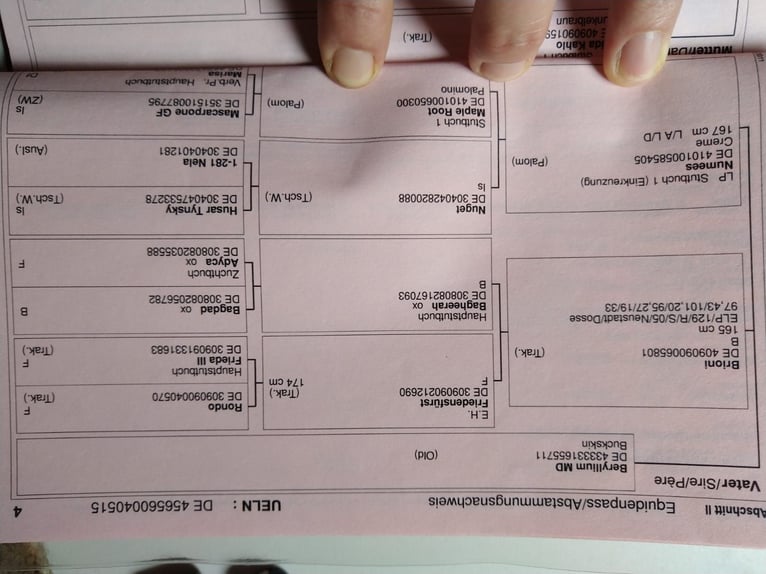 Niemiecki koń sportowy Wałach 11 lat 170 cm Jelenia in Pritzwalk