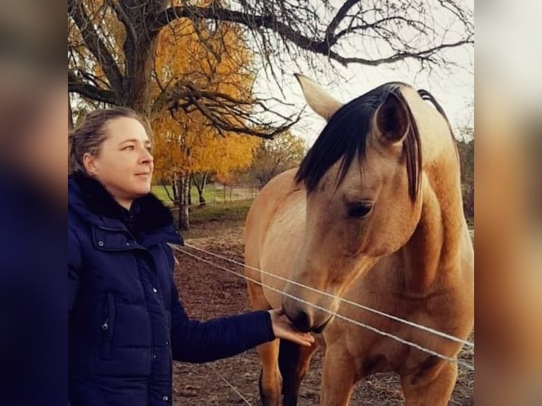 Niemiecki koń sportowy Wałach 11 lat 170 cm Jelenia in Pritzwalk