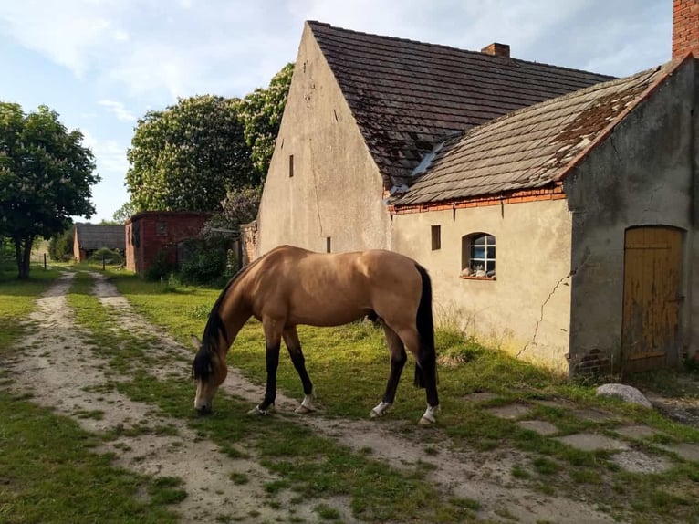 Niemiecki koń sportowy Wałach 11 lat 170 cm Jelenia in Pritzwalk