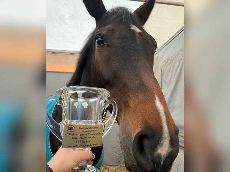 Niemiecki koń sportowy Wałach 11 lat 171 cm Ciemnogniada in Bielawa