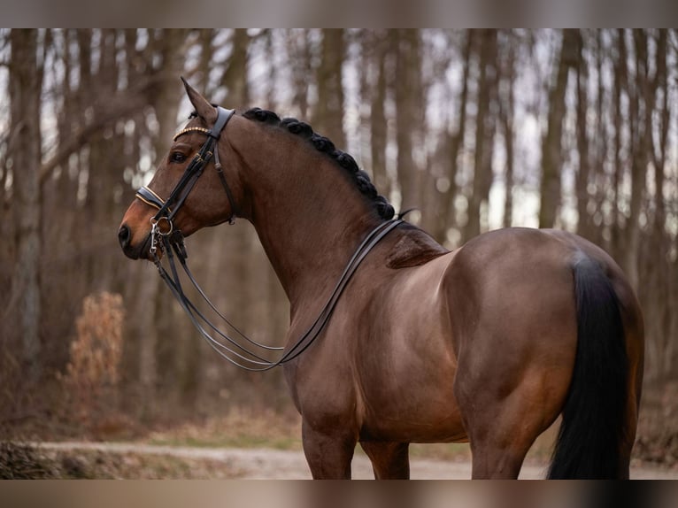 Niemiecki koń sportowy Wałach 11 lat 173 cm Ciemnogniada in Wehringen