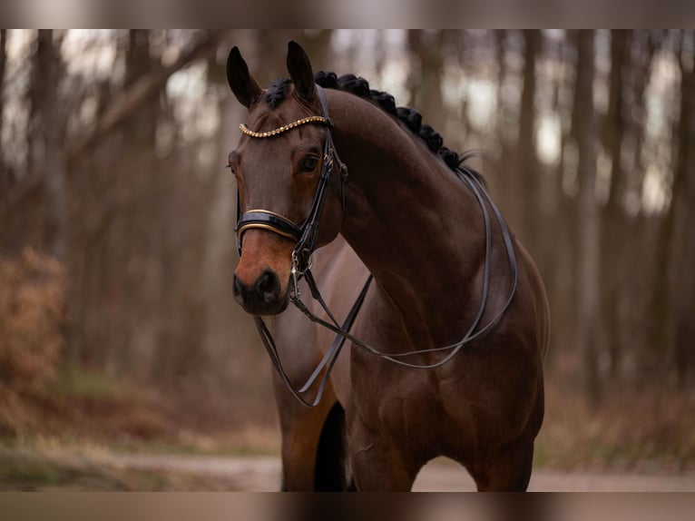 Niemiecki koń sportowy Wałach 11 lat 173 cm Ciemnogniada in Wehringen