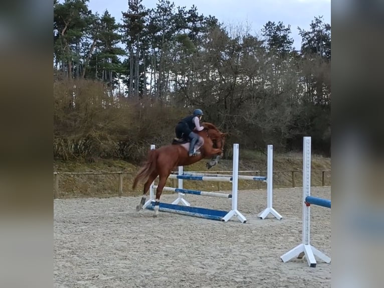 Niemiecki koń sportowy Wałach 11 lat 173 cm Kasztanowata in Wollbach