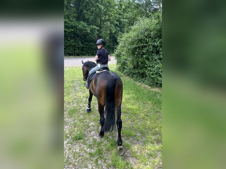 Niemiecki koń sportowy Wałach 11 lat 174 cm Ciemnogniada in Cremlingen