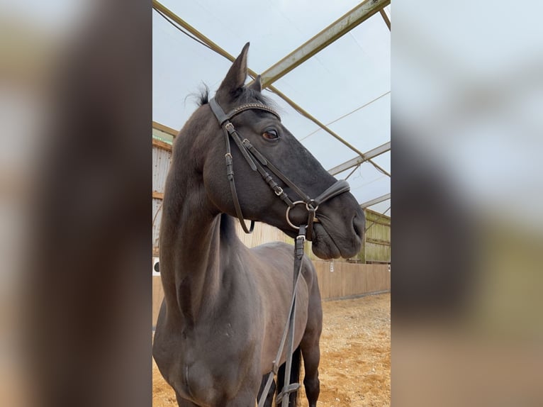 Niemiecki koń sportowy Wałach 11 lat 174 cm Kara in Beckingen