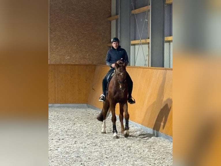 Niemiecki koń sportowy Wałach 11 lat 175 cm Ciemnokasztanowata in Kupferzell