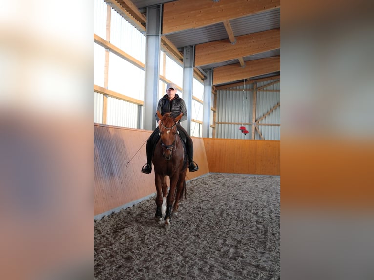 Niemiecki koń sportowy Wałach 11 lat 175 cm Ciemnokasztanowata in Kupferzell