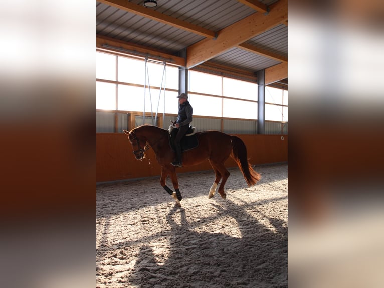 Niemiecki koń sportowy Wałach 11 lat 175 cm Ciemnokasztanowata in Kupferzell