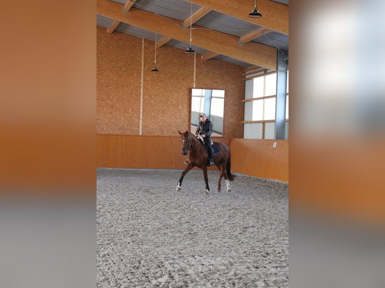 Niemiecki koń sportowy Wałach 11 lat 175 cm Ciemnokasztanowata in Kupferzell
